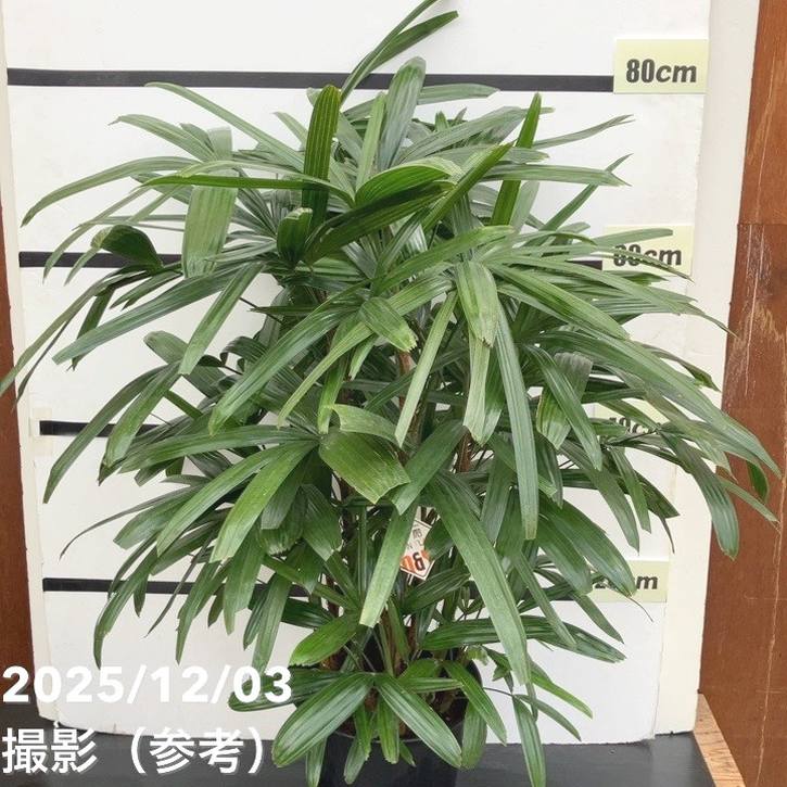 現品お届け】観音竹 7号｜観葉10-TU | 観葉・多肉 | 赤塚植物園