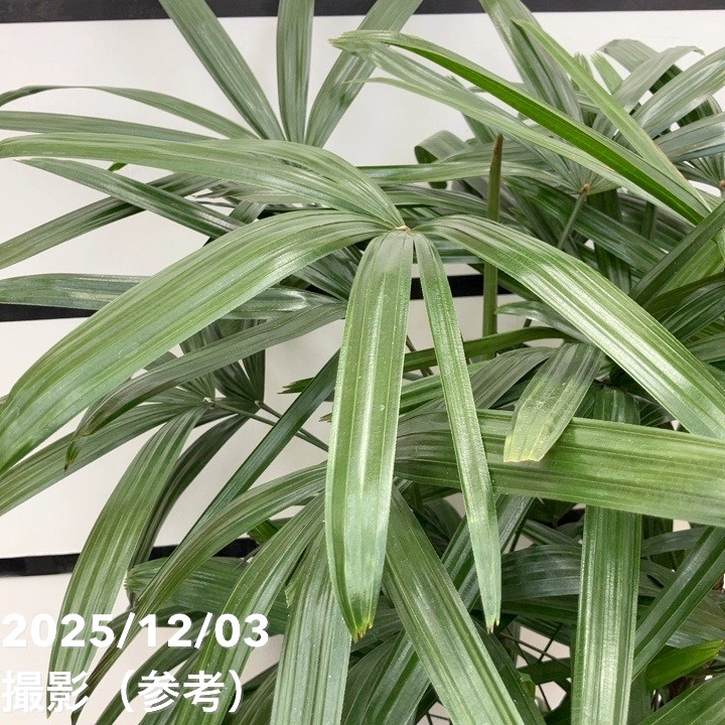 現品お届け】観音竹 7号｜観葉10-TU | 観葉・多肉 | 赤塚植物園