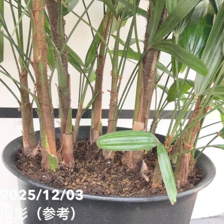 現品お届け】観音竹 7号｜観葉10-TU | 観葉・多肉 | 赤塚植物園