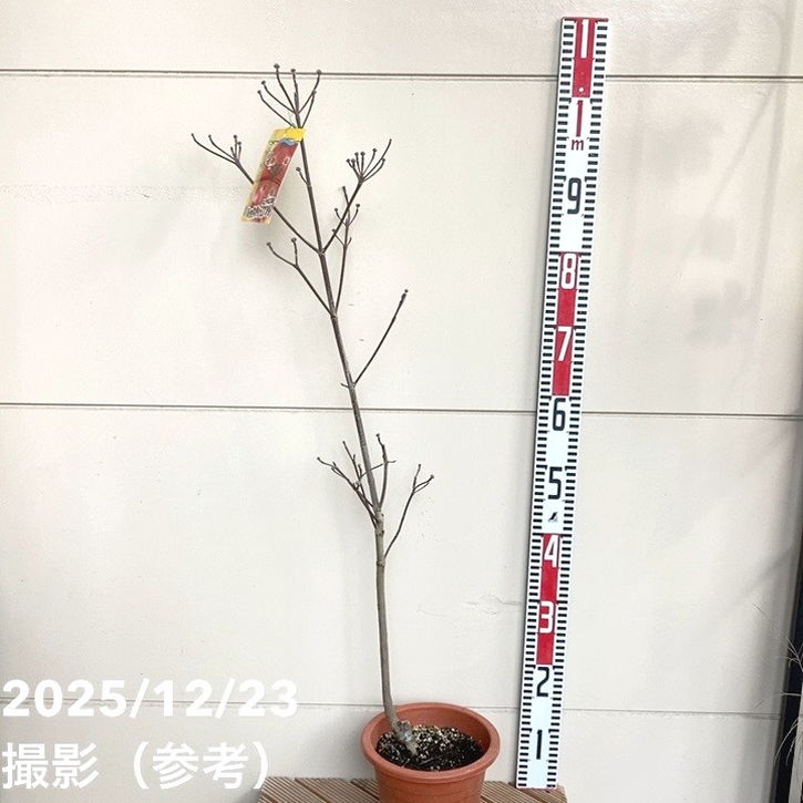 ハナミズキ レッドジャイアント 6号|s200|花木01-D1 | 花木 ハナミズキ レッドジャイアント 6号|s200|花木01-D1 | 花木