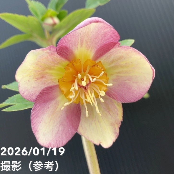 一点物】加藤農園 絞りクリスマスローズ 和風彩色 4.5号（KT6）｜山野