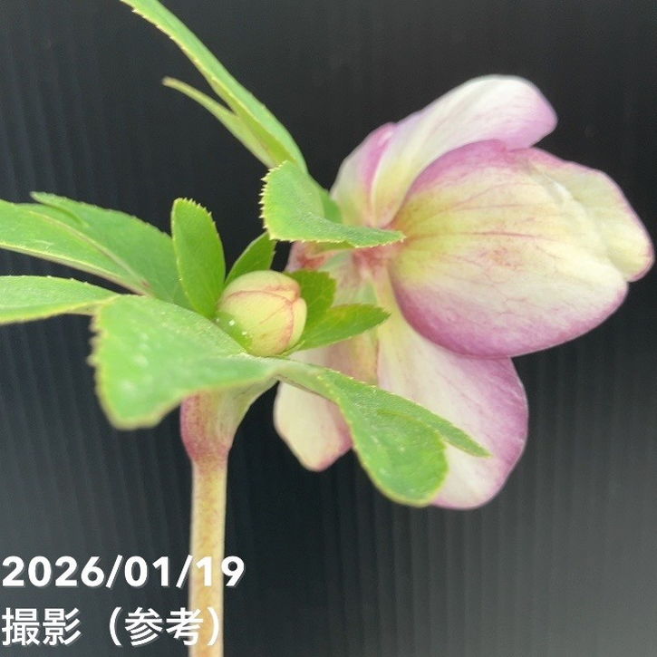 加藤農園 絞りクリスマスローズ 一点物】加藤農園 絞りクリスマスローズ 和風彩色 4.5号（KT6）｜山野