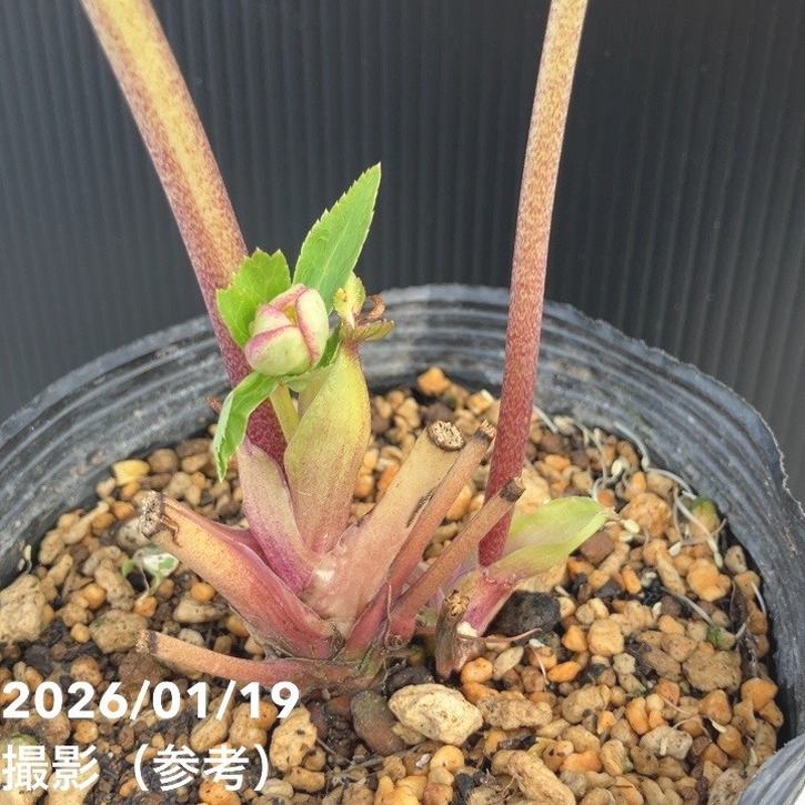 クリスマスローズ　絞り認定 クリスマスローズ 認定絞り咲き sd丸弁ソフトカップ咲き 加藤農園