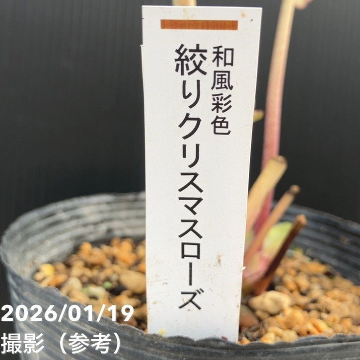 一点物】加藤農園 絞りクリスマスローズ 和風彩色 4.5号（KT6）｜山野