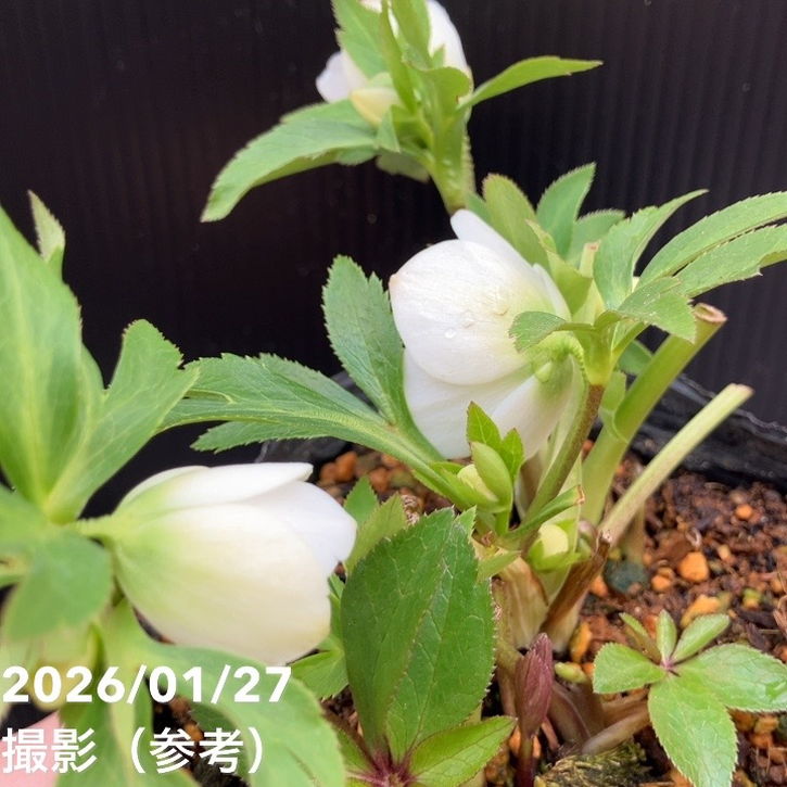 一点物】横山園芸 クリスマスローズ ベビードール（プチドール） 4.5号