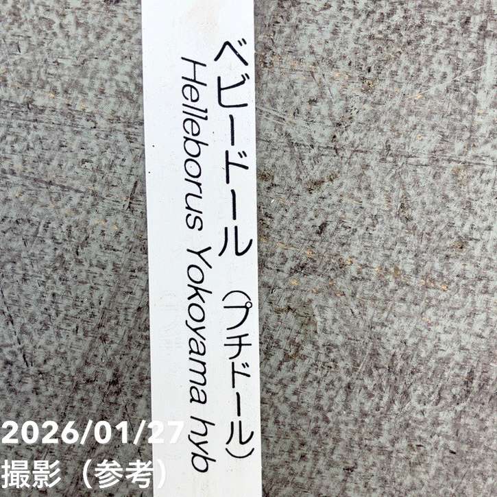 一点物】横山園芸 クリスマスローズ ベビードール（プチドール） 4.5号