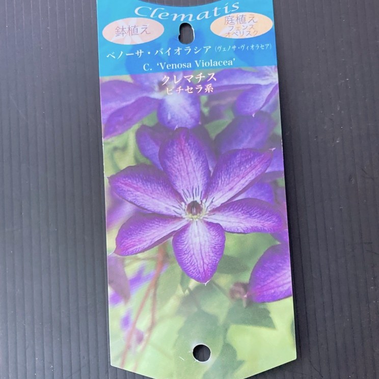 クレマチス ビチセラ系 ベノーサ・バイオラシア（ヴェノサ