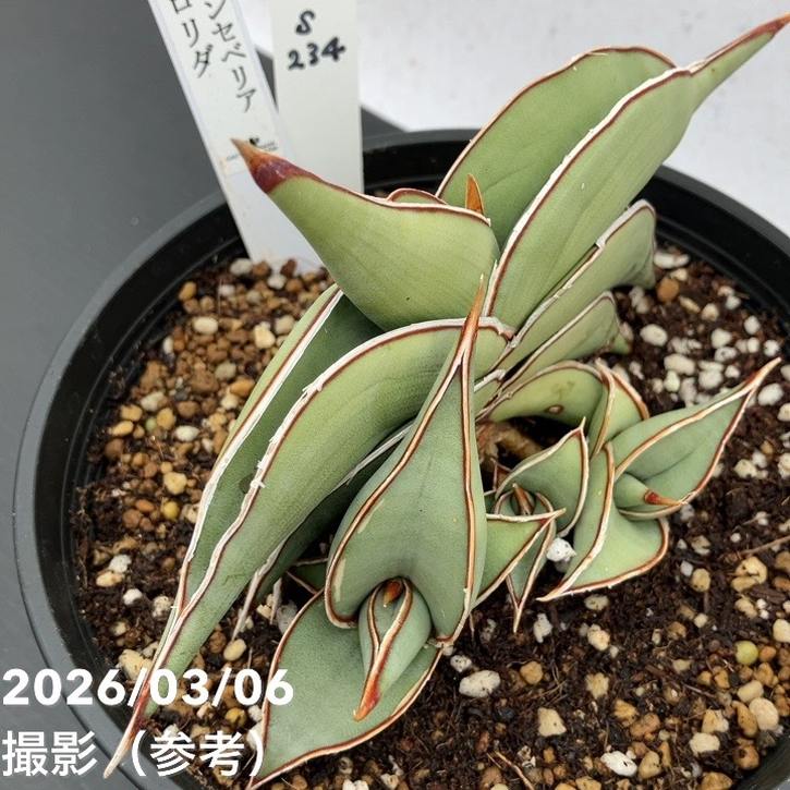 現品お届け】サンスベリア 5号 ロリダ （S234）｜観葉02-D2 | 観葉