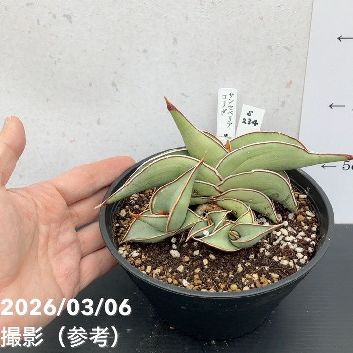現品お届け】サンスベリア 5号 ロリダ （S234）｜観葉02-D2 | 観葉
