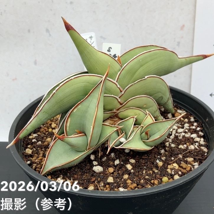 現品お届け】サンスベリア 5号 ロリダ （S234）｜観葉02-D2 | 観葉