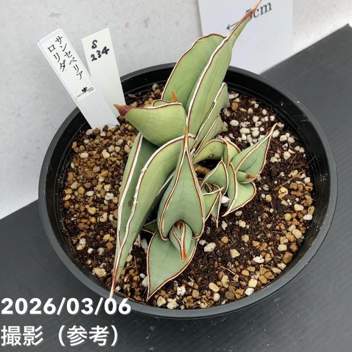 現品お届け】サンスベリア 5号 ロリダ （S234）｜観葉02-D2 | 観葉