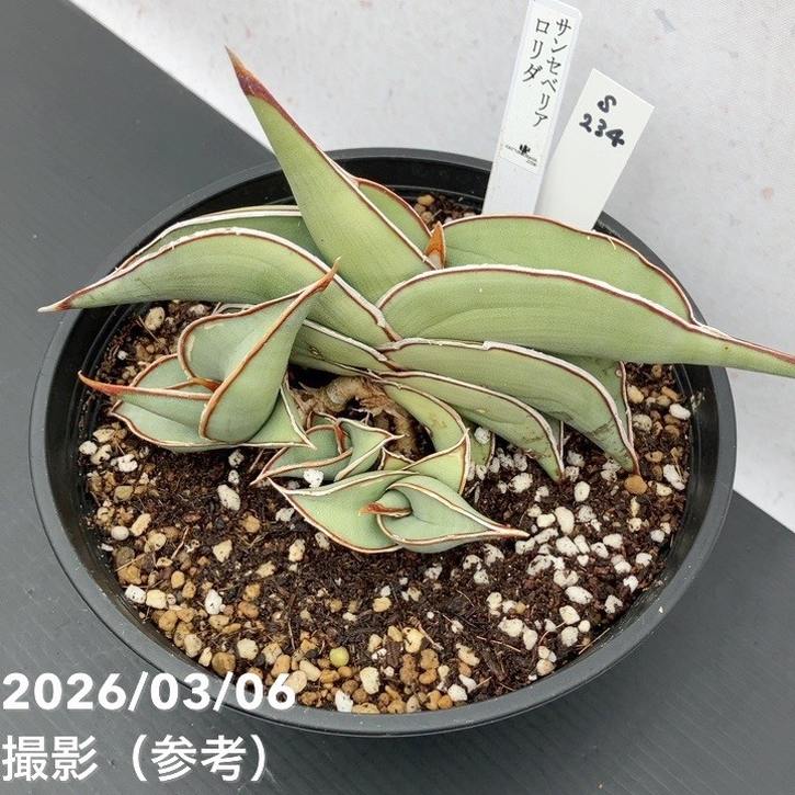 現品お届け】サンスベリア 5号 ロリダ （S234）｜観葉02-D2 | 観葉