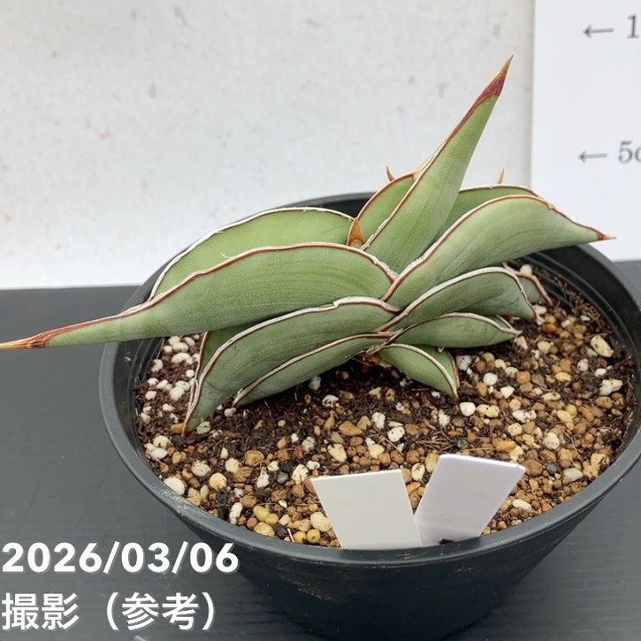 65周年記念セール】【現品お届け】サンスベリア 5号 ロリダ （S234