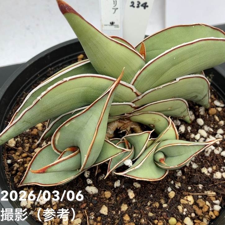 現品お届け】サンスベリア 5号 ロリダ （S234）｜観葉02-D2 | 観葉