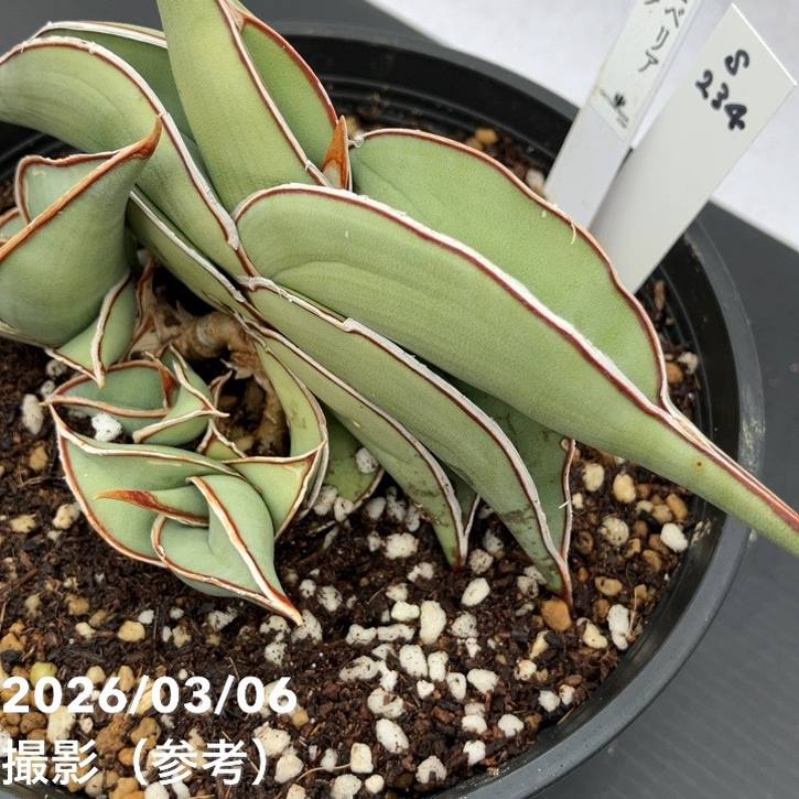 サンスベリア　ジンバブエ　3株セット　輸入株　サンセベリア　ロリダ　多肉植物 現品お届け】サンスベリア 5号 ロリダ （S234）｜観葉02-D2 | 観葉