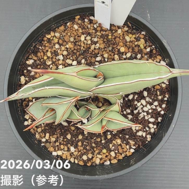 現品お届け】サンスベリア 5号 ロリダ （S234）｜観葉02-D2 | 観葉