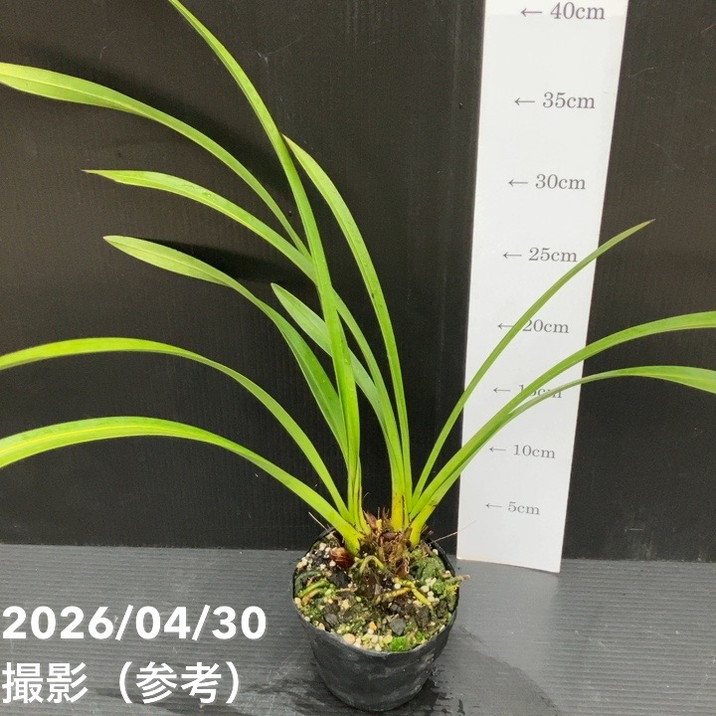 開花終了株＞キンリョウヘン 3.5号（品種名なし）｜ミツバチ蘭｜洋蘭10