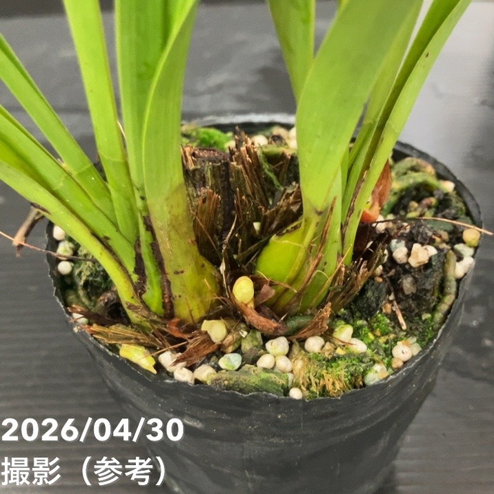 キンリョウヘン　ミツバチ誘引欄 花芽付き キンリョウヘン 金両辺 4/27現在 ミツバチ蘭 誘引蘭 - メルカリ