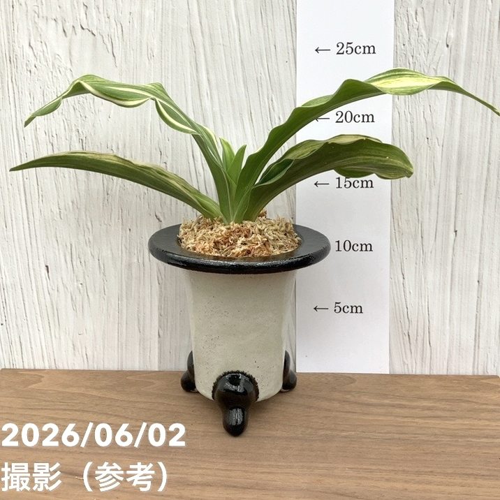 現品お届け】豊明園 万年青 オモト 出世実生（しゅっせみしょう）陶器
