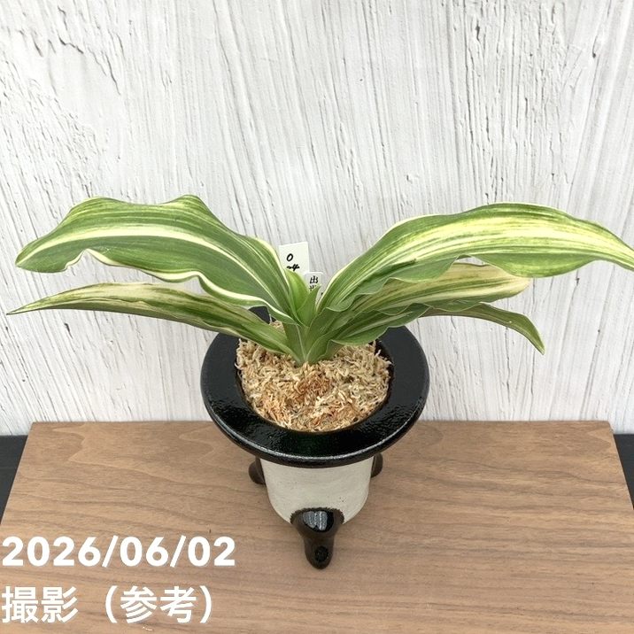 現品お届け】豊明園 万年青 オモト 出世実生（しゅっせみしょう）陶器