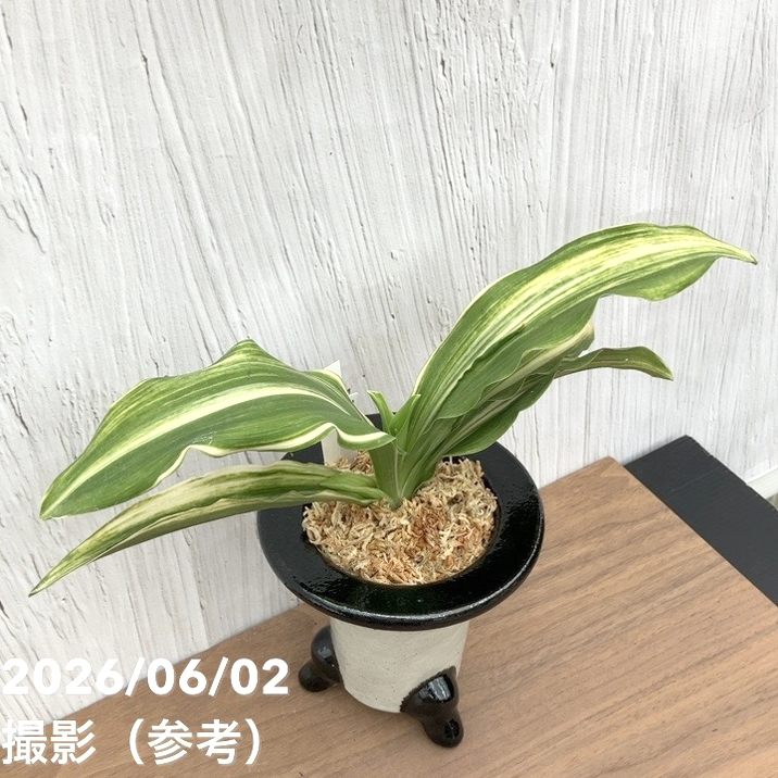 現品お届け】豊明園 万年青 オモト 出世実生（しゅっせみしょう）陶器