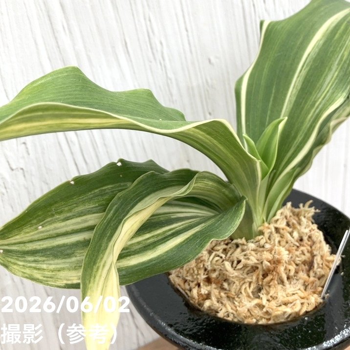 現品お届け】豊明園 万年青 オモト 出世実生（しゅっせみしょう）陶器