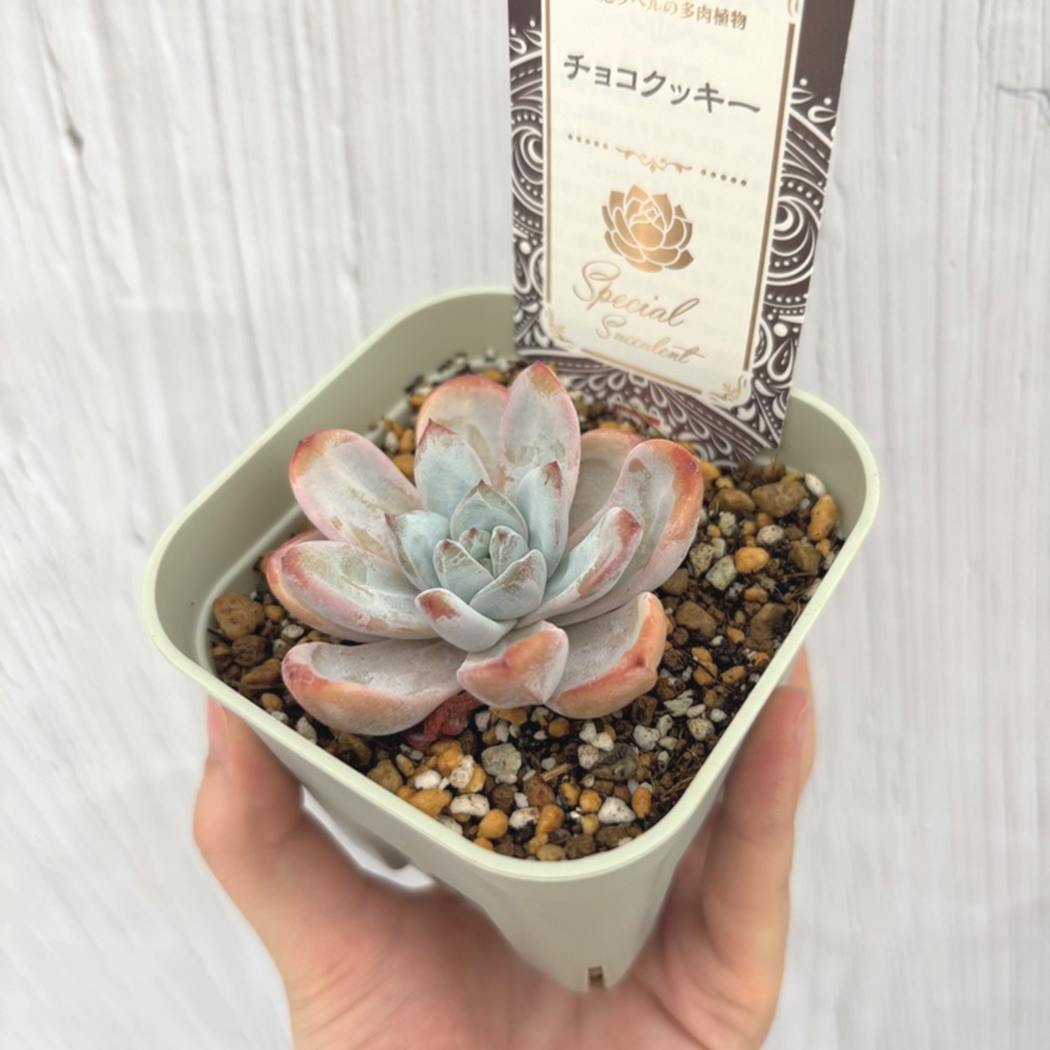 秋セール10%OFF！11/1まで】吉坂包装さん 王冠ラベルの多肉植物