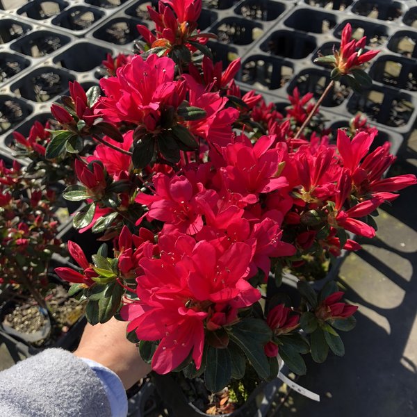 ツツジ 久留米ツツジ 老いの目覚め 4号×3株セット｜花木10-AK | 花木