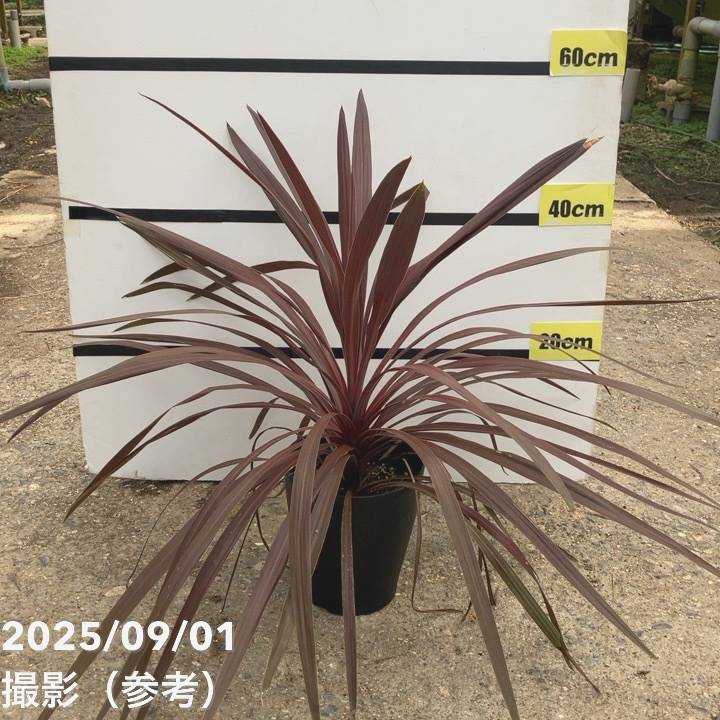 コルジリネ 6号 オーストラリス レッドスター｜観葉01-D1