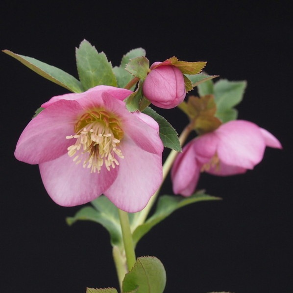 メリクロン クリスマスローズ 伊勢みやび 小桜 3 5号苗 赤塚植物園自社生産品 クリスマスローズ 赤塚植物園オンライン フラワーショップ 花の音 メリクロン クリスマスローズ 伊勢みやび 小桜 3 5号苗 赤塚植物園自社生産品 クリスマスローズ 赤塚植物園オンライン フラワーショップ 花の音