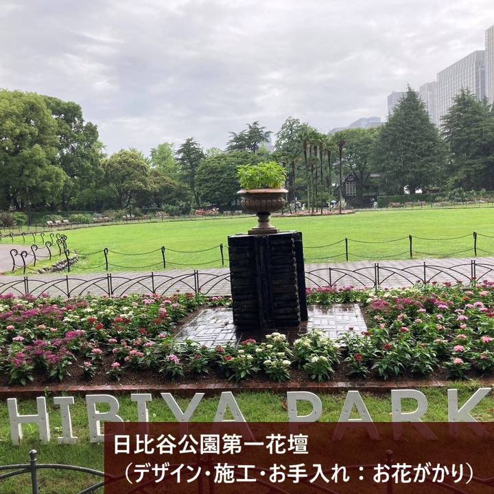 タイタンビカスキッズ 3.5号 ウェンディ (キッズタイプ)|草花01-D1