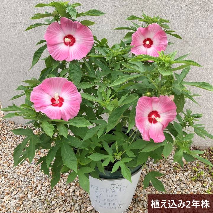 タイタンビカスキッズ 3.5号 ウェンディ (キッズタイプ)|草花01-D1