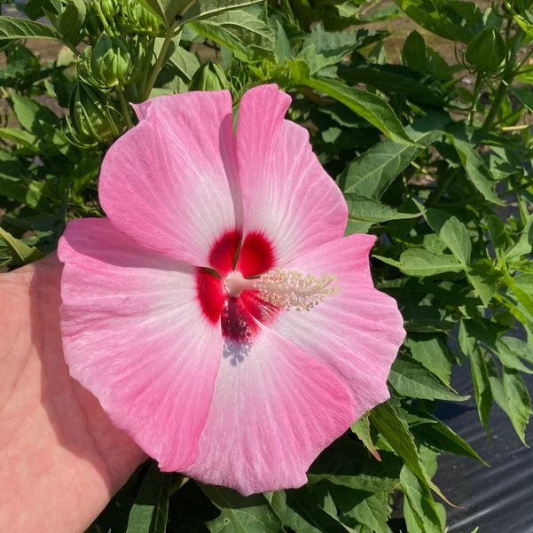 タイタンビカスキッズ 3.5号 ウェンディ (キッズタイプ)|草花01-D1