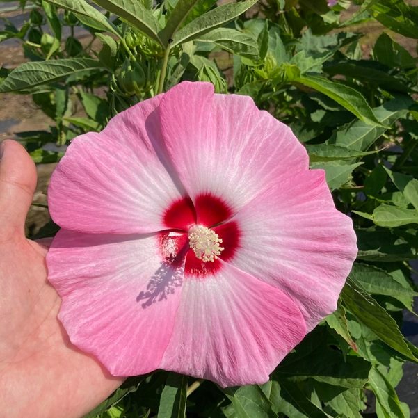 タイタンビカスキッズ 3.5号 ウェンディ (キッズタイプ)|草花01-D1