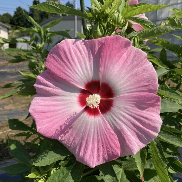 タイタンビカスキッズ 3.5号 ウェンディ (キッズタイプ)|草花01-D1