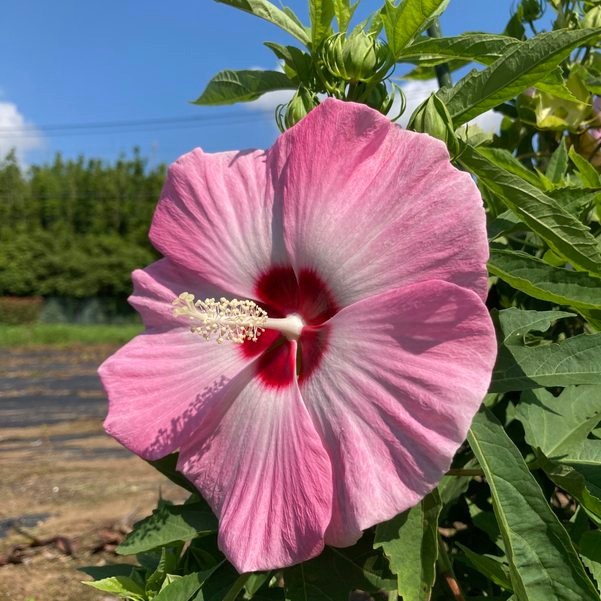 タイタンビカスキッズ 3.5号 ウェンディ (キッズタイプ)|草花01-D1