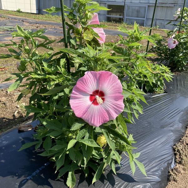 タイタンビカスキッズ 3.5号 ウェンディ (キッズタイプ)|草花01-D1