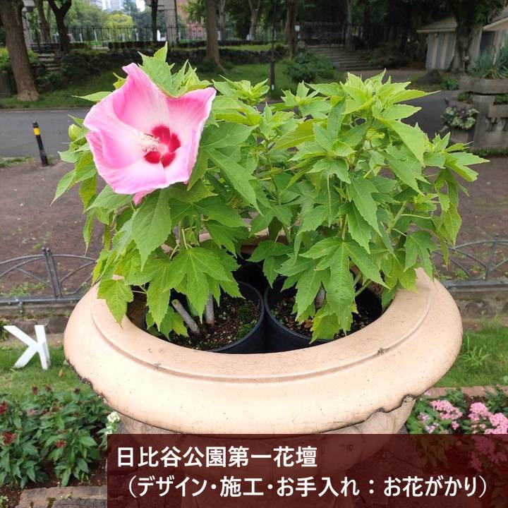 タイタンビカスキッズ 3.5号 ウェンディ (キッズタイプ)|草花01-D1