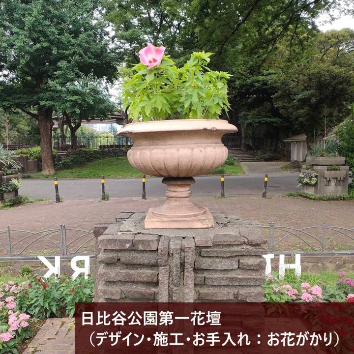 タイタンビカスキッズ 3.5号 ウェンディ (キッズタイプ)|草花01-D1