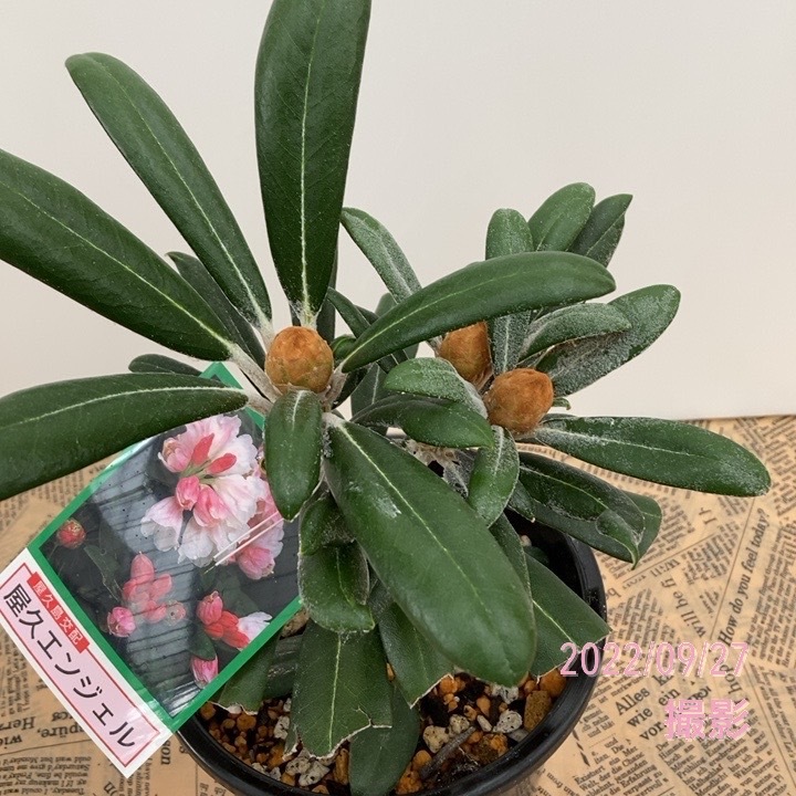 日本シャクナゲ 5号 屋久エンジェル｜花木02-D2 | 花木・庭木