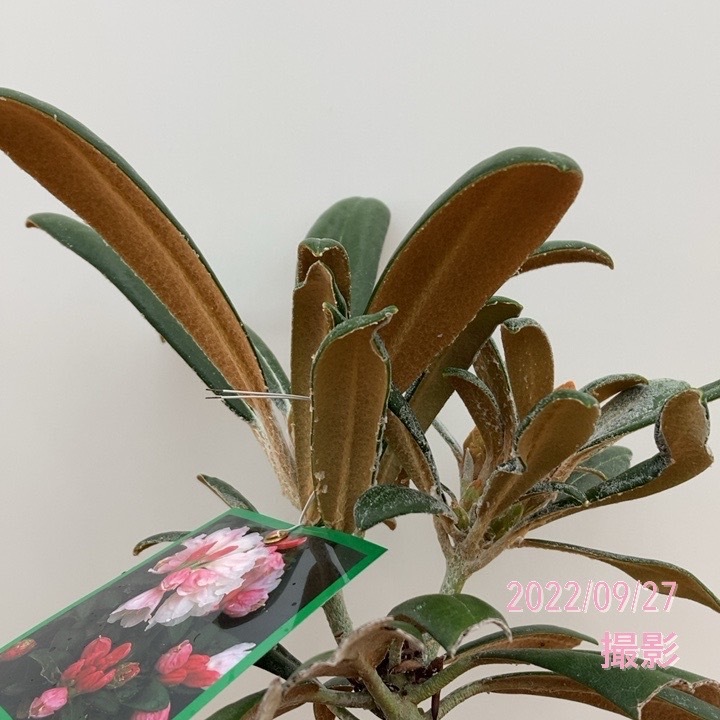 日本シャクナゲ 5号 屋久エンジェル｜花木02-D2 | 花木・庭木