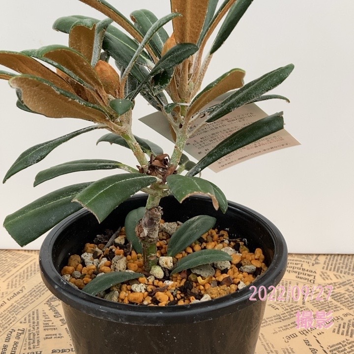 日本シャクナゲ 5号 屋久エンジェル｜花木02-D2 | 花木・庭木