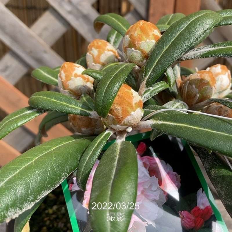 日本シャクナゲ 5号 屋久エンジェル｜花木02-D2 | 花木・庭木