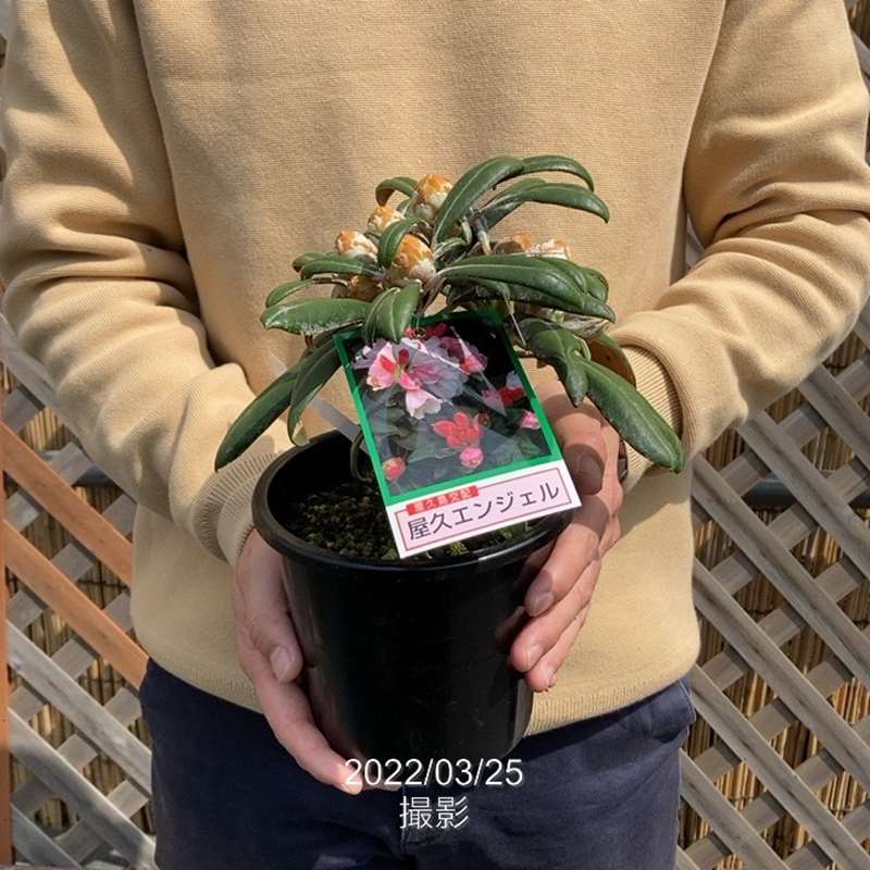 日本シャクナゲ 5号 屋久エンジェル｜花木02-D2 | 花木・庭木