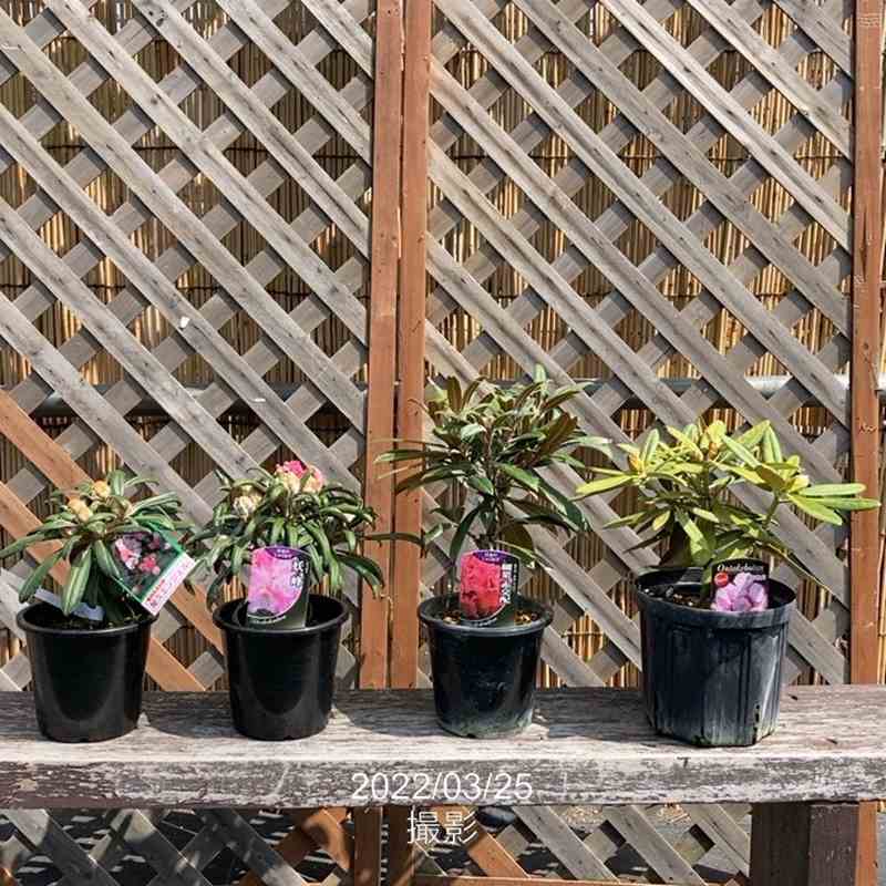 日本シャクナゲ 5号 屋久エンジェル｜花木02-D2 | 花木・庭木