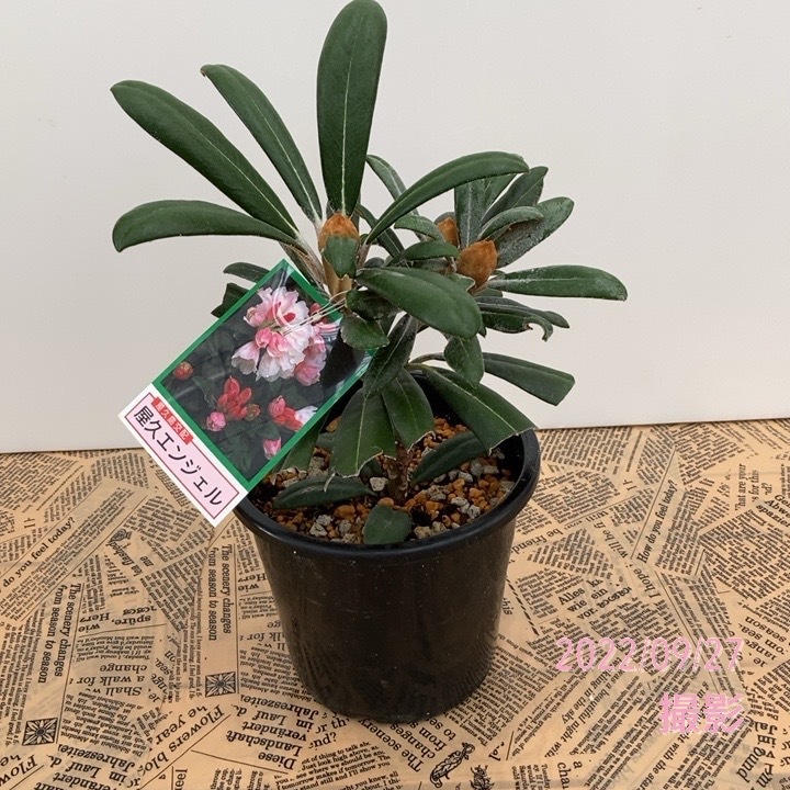 日本シャクナゲ 5号 屋久エンジェル｜花木02-D2 | 花木・庭木