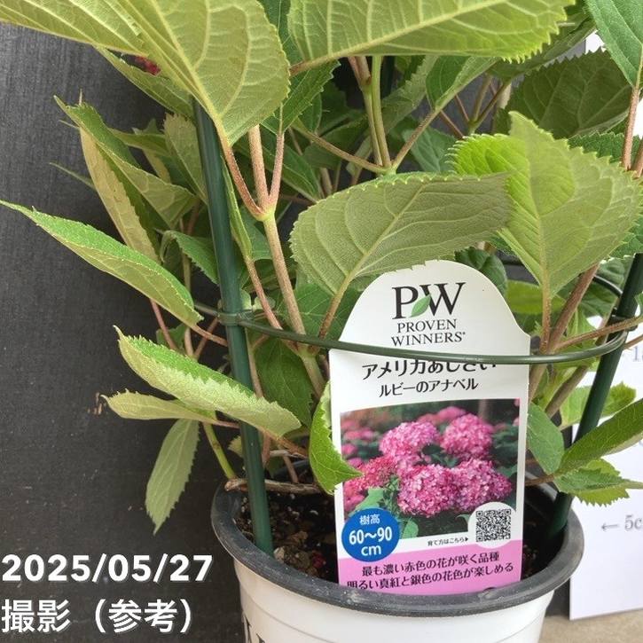 アメリカあじさい ルビーのアナベル 4.5～5号｜花木04-PA | 花木・庭木