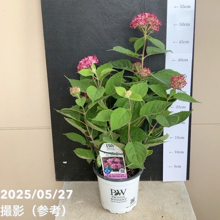 アメリカあじさい ルビーのアナベル 5号 Pa 花木 庭木 アジサイ類 赤塚植物園オンライン 花の音 アメリカあじさい ルビーのアナベル 5号 Pa 花木 庭木 アジサイ類 赤塚植物園オンライン 花の音