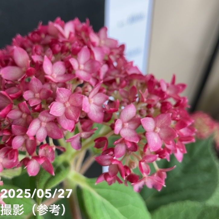 アメリカあじさい ルビーのアナベル 5号 Pa 花木 庭木 アジサイ類 赤塚植物園オンライン 花の音 アメリカあじさい ルビーのアナベル 5号 Pa 花木 庭木 アジサイ類 赤塚植物園オンライン 花の音