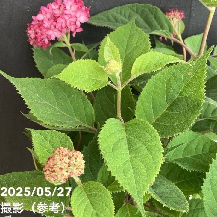 アメリカあじさい ルビーのアナベル 5号 Pa 04花木 花木 庭木 アジサイ類 赤塚植物園オンライン 花の音 アメリカあじさい ルビーのアナベル 5号 Pa 04花木 花木 庭木 アジサイ類 赤塚植物園オンライン 花の音